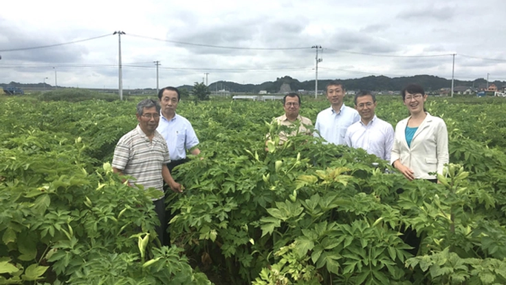 東松島市に元気を届ける「希望の明日葉」の栽培量を増やしたい！