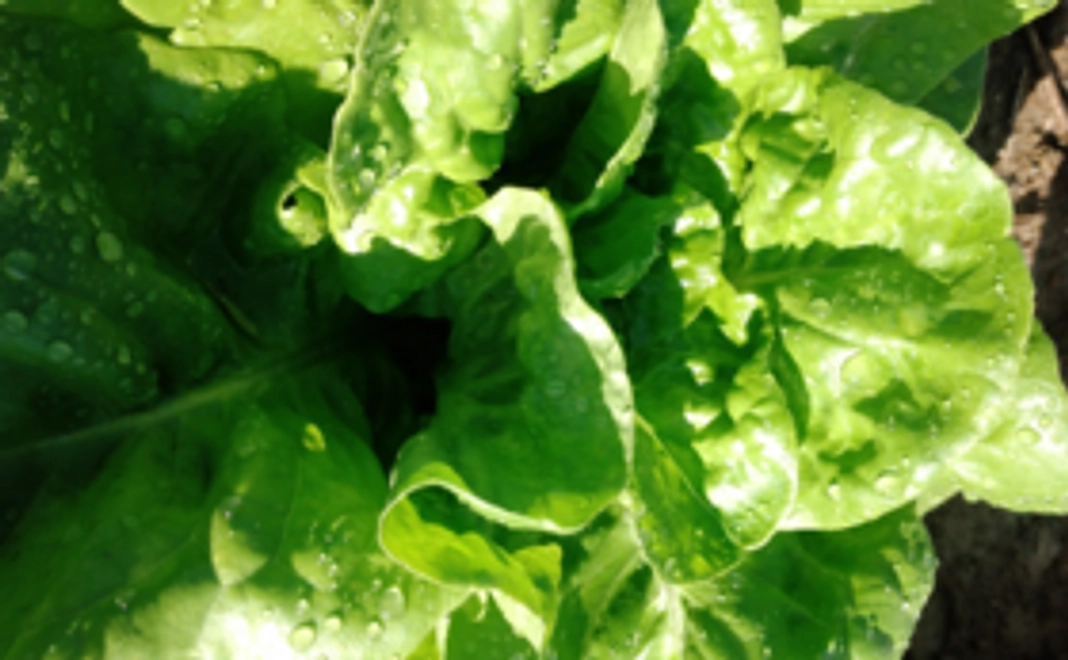 旬の野菜セットと平飼い養鶏卵をお届け！