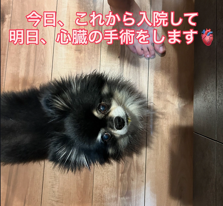 明日の手術に向けて、本日入院します🐾