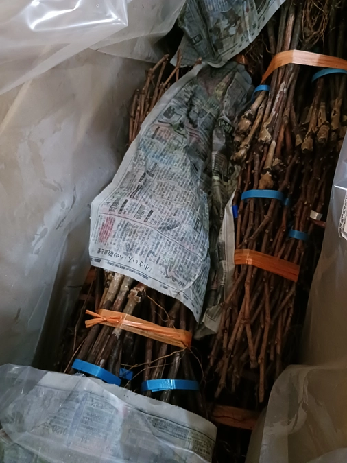 残り【４日】！カウントダウンと苗木が届きました。