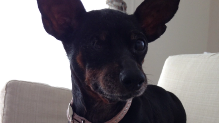 パピーミルから保護された"ラブ"これからもその足で歩けるように