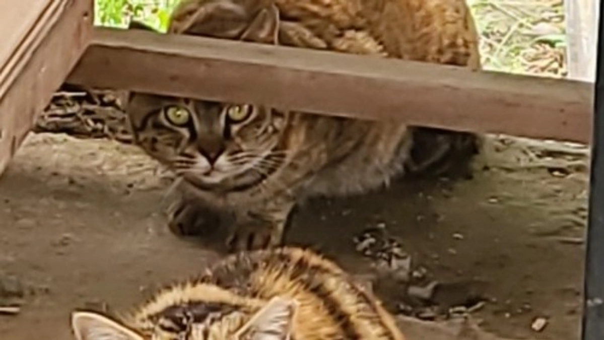 【あと2日🌼 400万円まで3.5万円】見守り続けていた餌場が存続の危機。ご飯を買いに走りました。