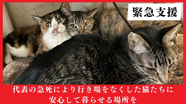 代表の不慮の事故で遺された猫の命を守るため運営・医療費にご支援を