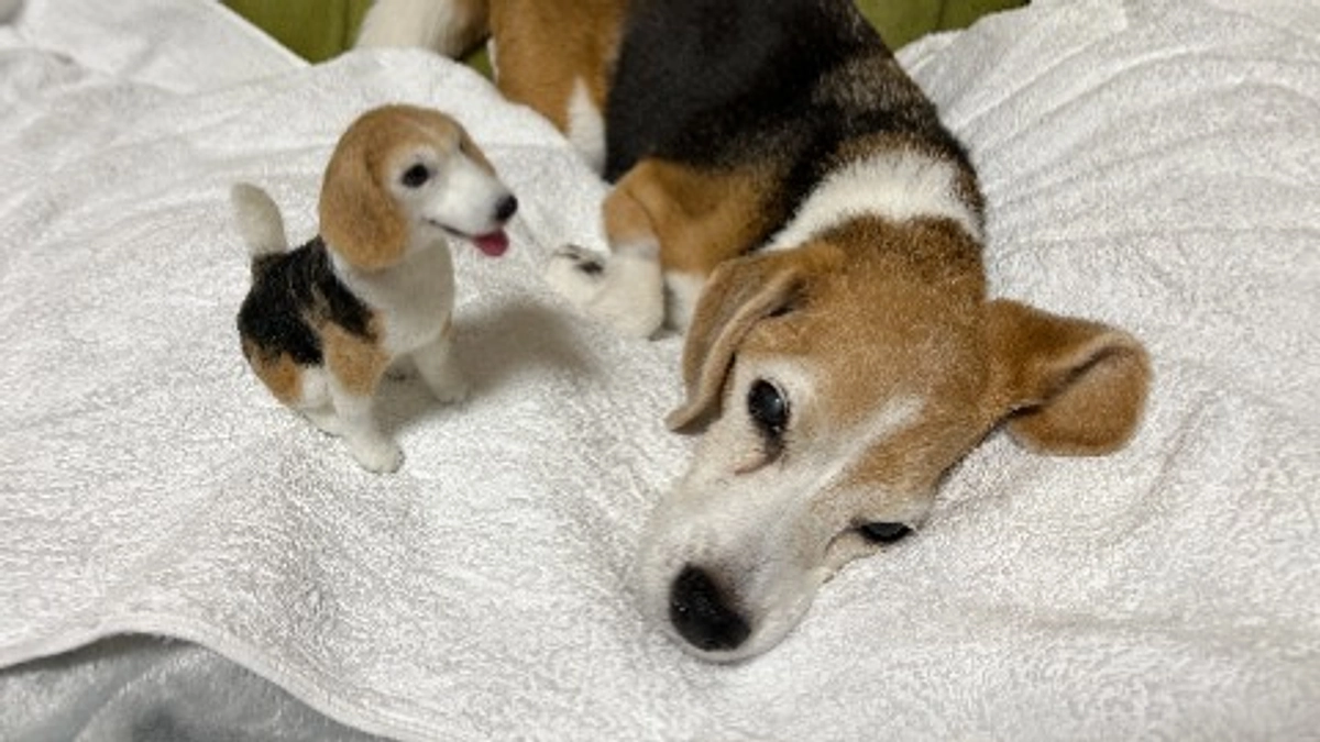 10/30 獣医師の口から出た「症状回復している」の言葉。