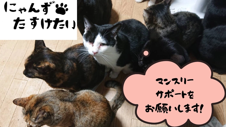 ノラネコという猫は居ない！マンスリーサポーターを募集しています。
