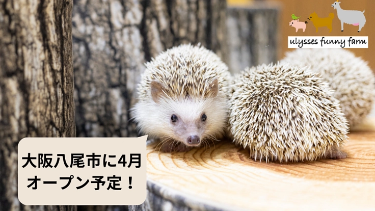 行き場のない動物のためのふれあい園『あにまっち』OPENを目指して
