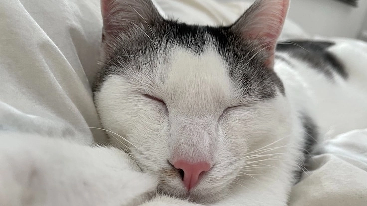 FIP（猫伝染性腹膜炎）にかかってしまった“ごま”の命を救いたい。