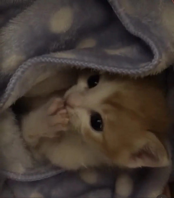 保護猫きなこご紹介