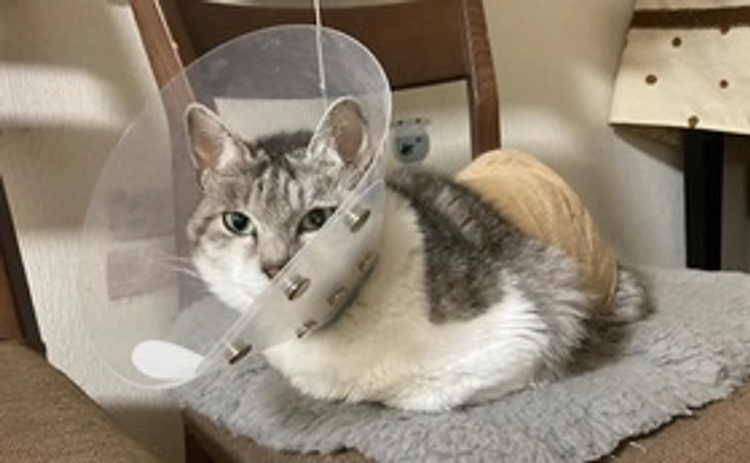 ハッピー応援コース1(リターン有)