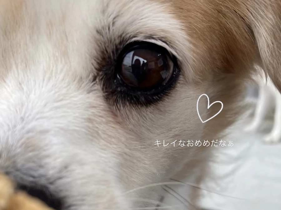 譲渡会をやりました。