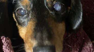 再発してしまった愛犬クゥのリンパ腫治療費をお願い致します のトップ画像