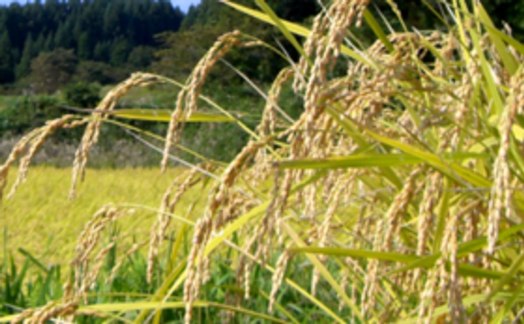 胎内市夏井地区のお米　5キロ
