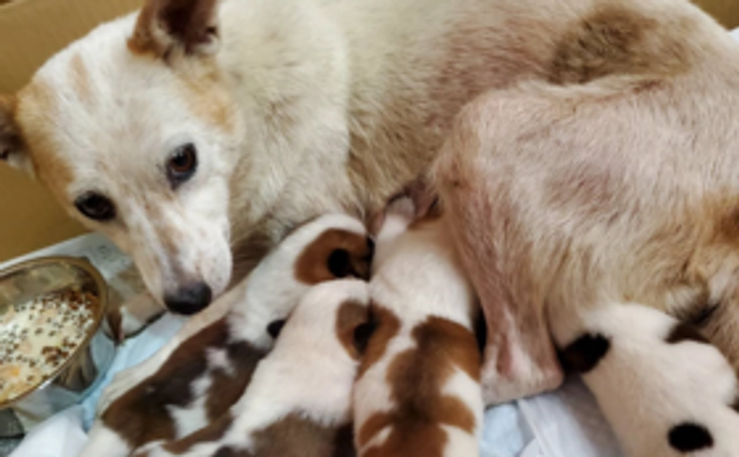 【税額控除対象】殺処分ゼロを目指すご支援プラン　まな（愛）ちゃんにお気持ちコース