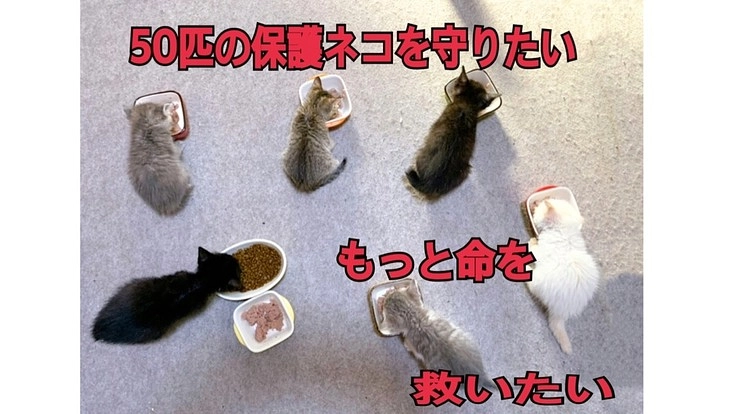 猫の保護活動を継続する為に譲渡型保護猫カフェを作りたい！
