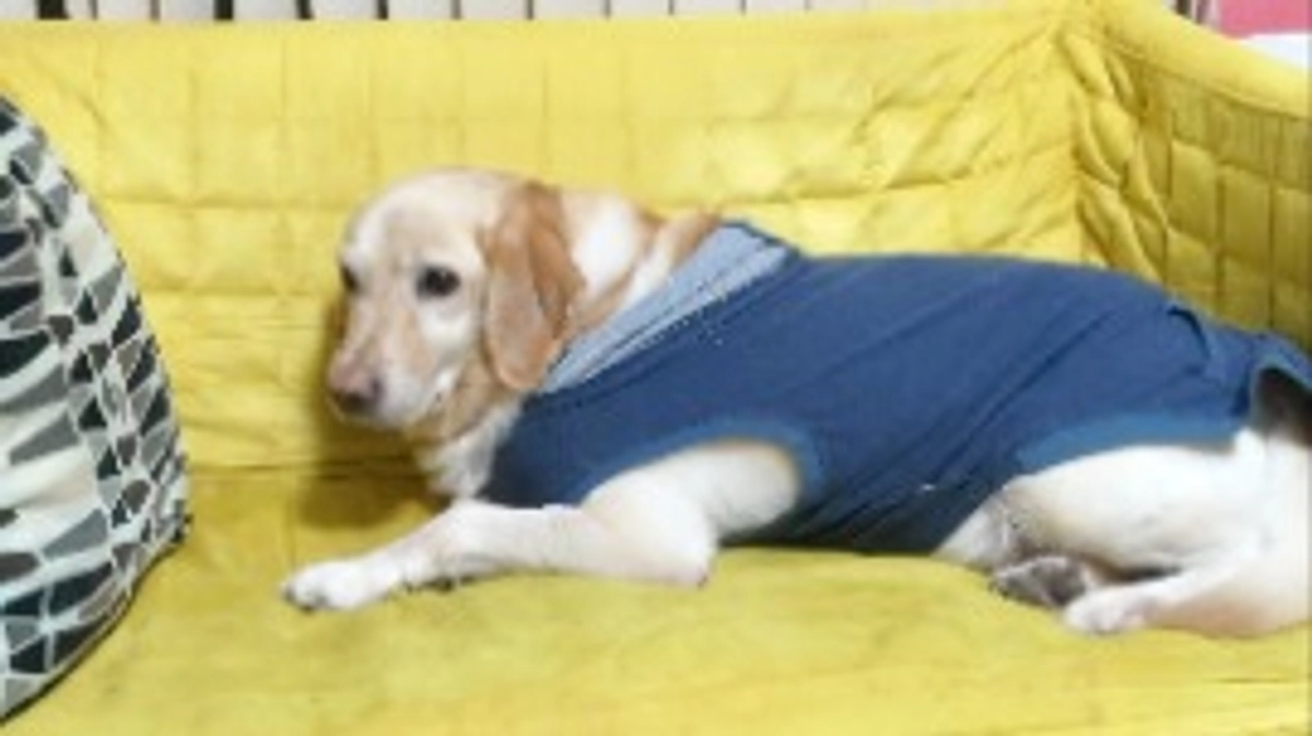 ベイリーの動画