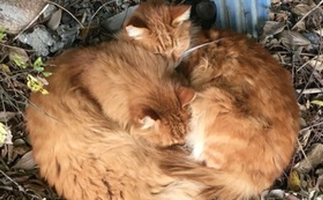 お外猫たちから感謝を込めて、画像付きのメール1000