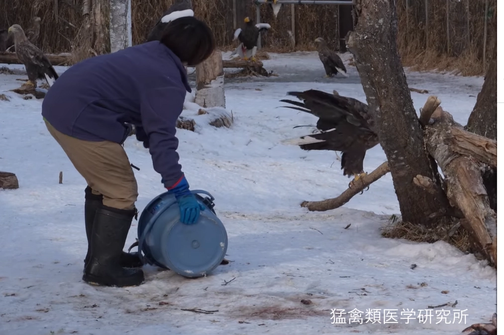 ワシへの給餌に同行