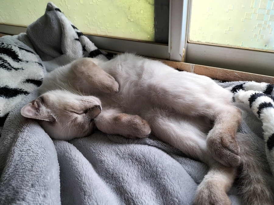 保護猫ハイド君