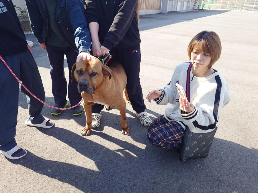 土佐犬レスキュー