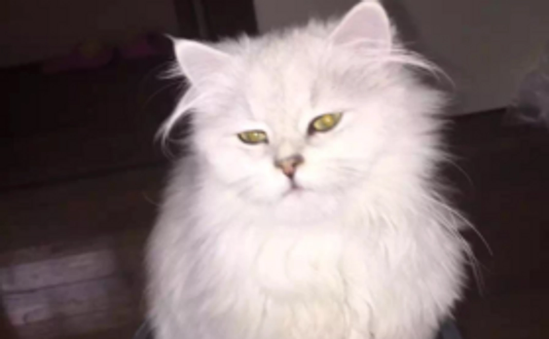 ナッティのお礼の動画