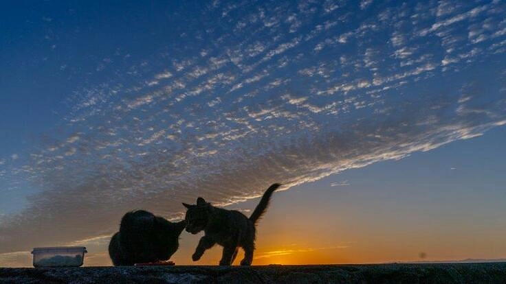 地域猫・保護猫と安心して暮らせるまちづくりをしたい！