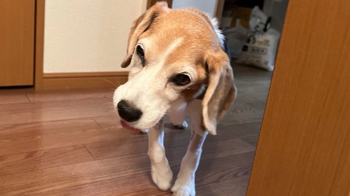 10/23 ちびっこの突然の変化！(良い方向という意味です)  免疫抑制剤治療5日目