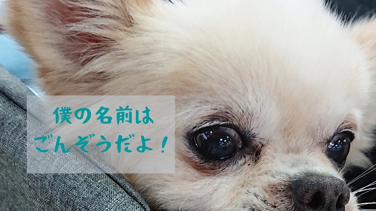 保護犬の絵本を作成したい