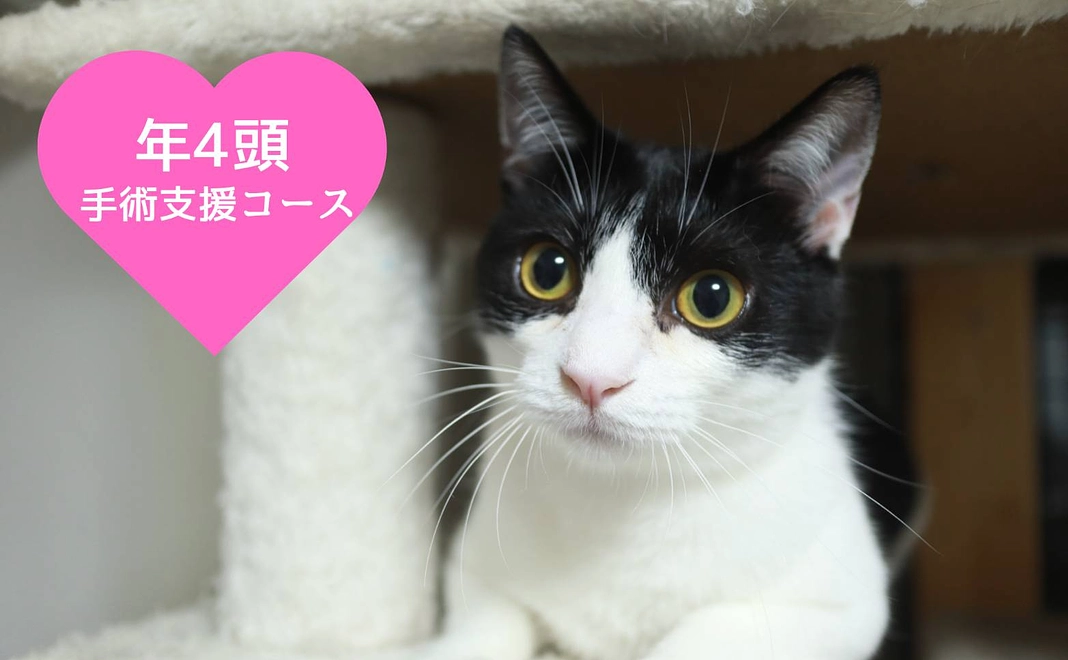 年4頭手術支援コース