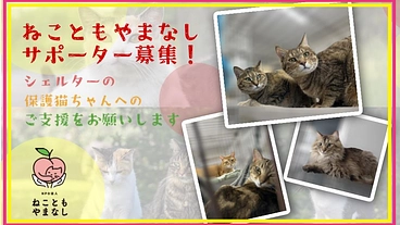 保護猫シェルターにご支援を　ーねこともやまなしサポーター募集ー のトップ画像