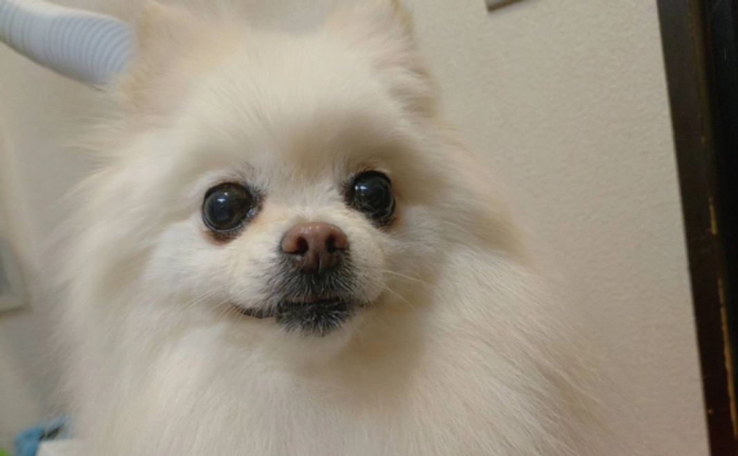 全力応援コース｜3千円