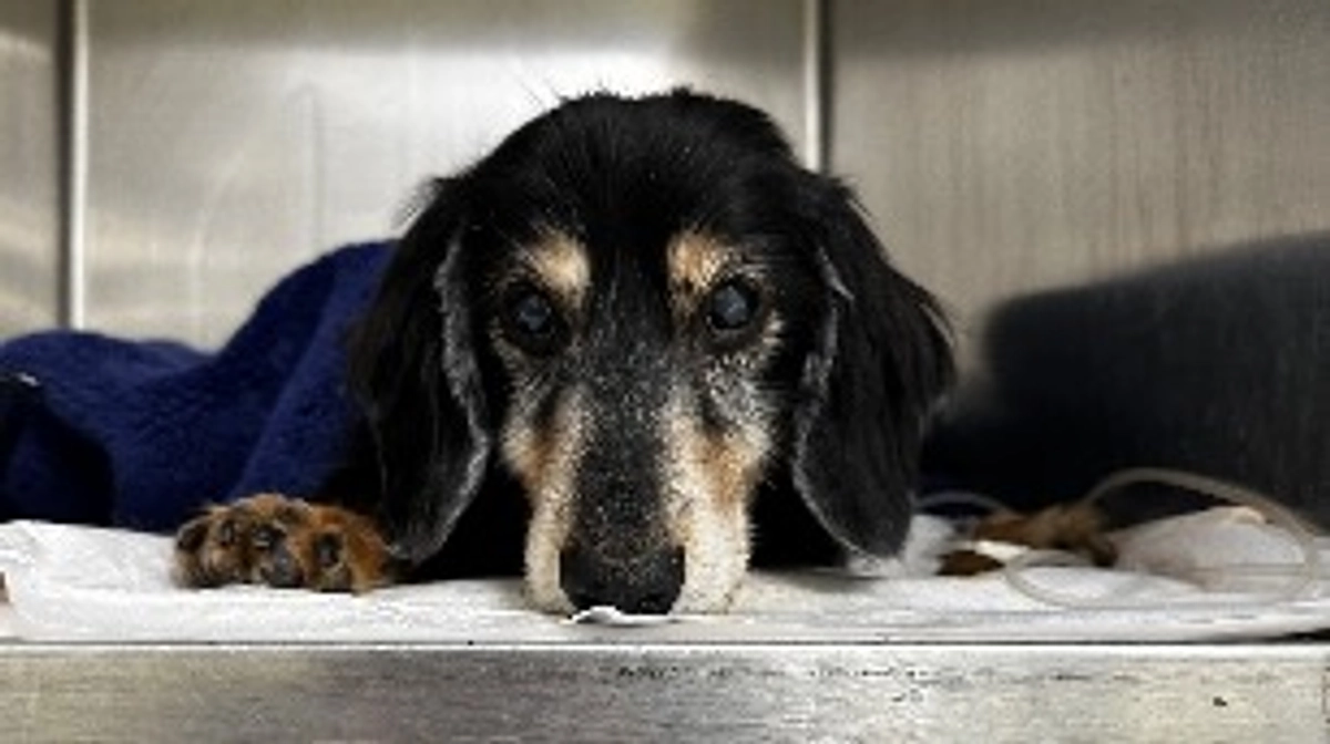 早くも2日目で20％達成しました！