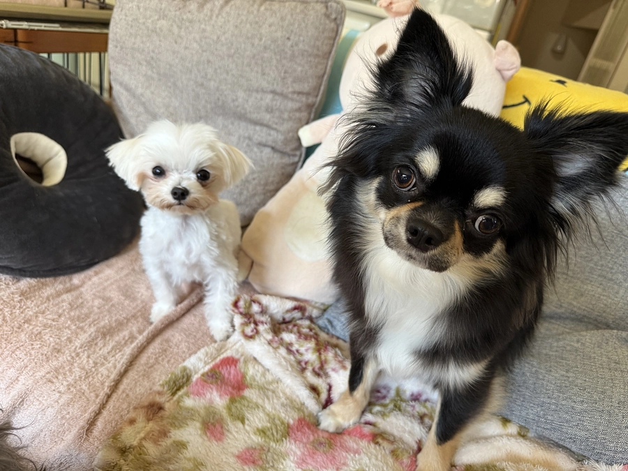 【最新】家族のいない犬と猫をしあわせにするプロジェクト活動報告