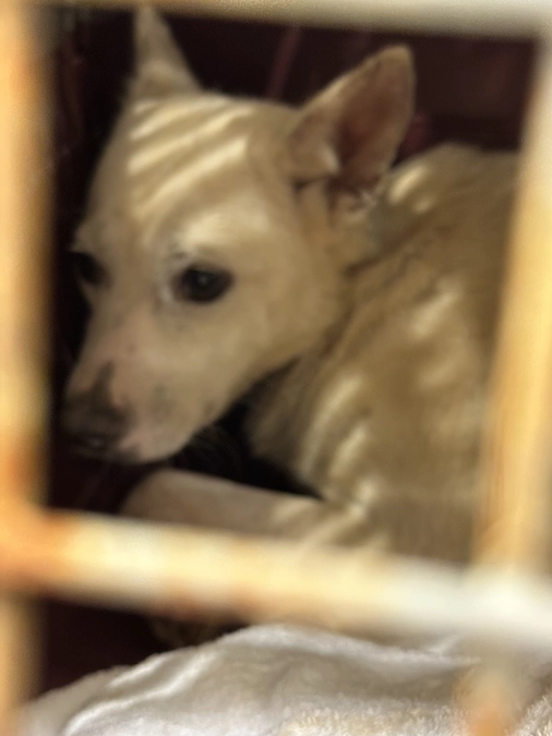 クマモンズ初めての幸せ報告組