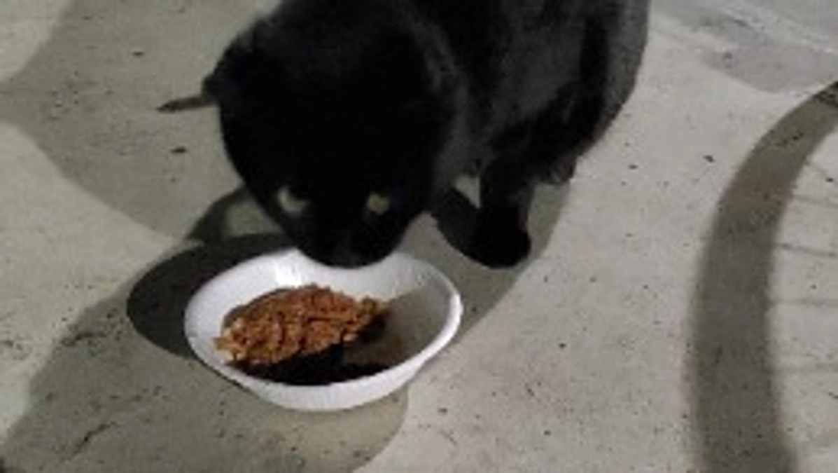 昨日と一昨日の猫達