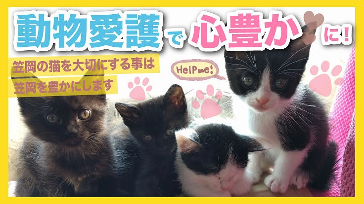 保護猫たちがより快適な空間で暮らせるように。環境整備へご支援を！