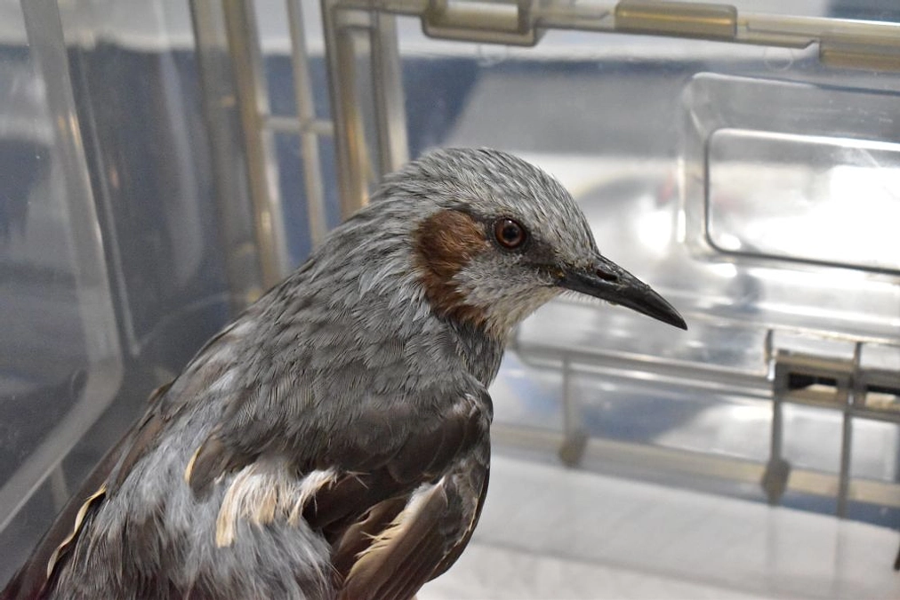 【保護情報】ネコに襲われ右翼が抜けたヒヨドリ