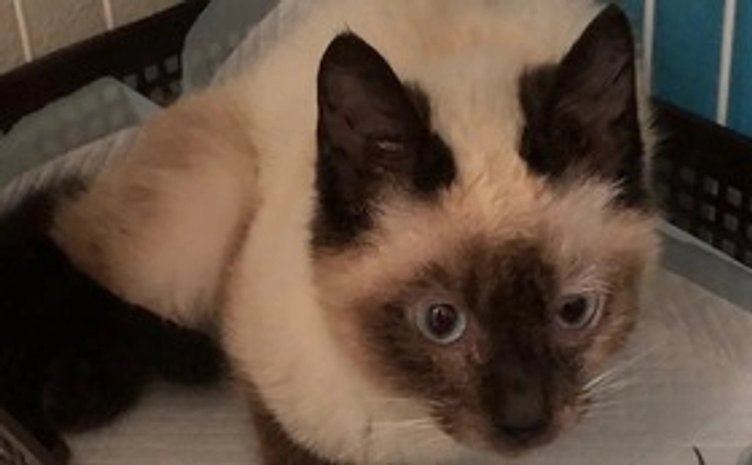 レイちゃん応援コース1000