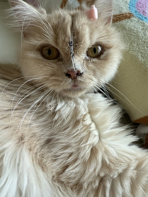 9/6 輸血実施　9/7、8投薬継続