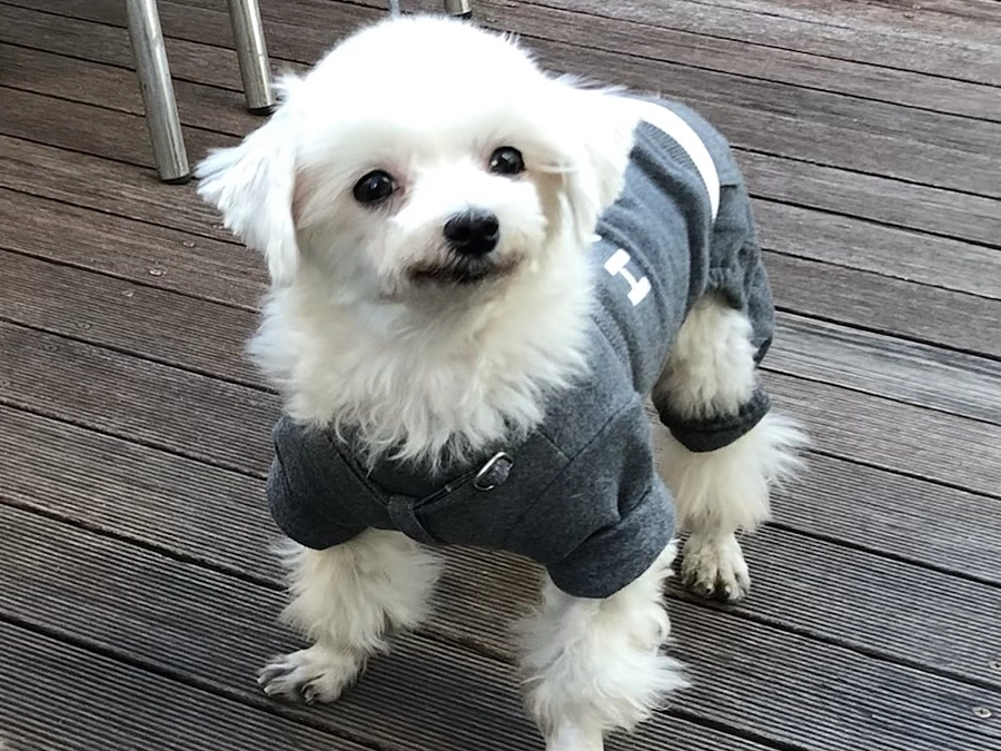 手術費用について