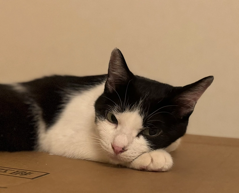 アテネの手術まであと少し