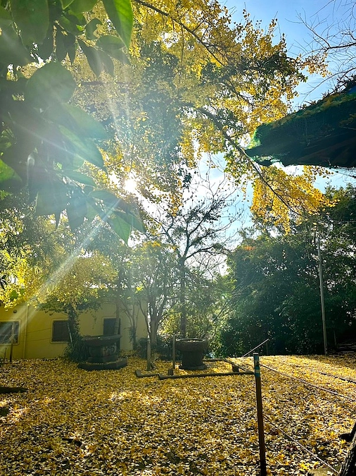 松原神社様に大絵馬登場のお知らせ＋大晦日までのプロジェクトご支援のお願いです