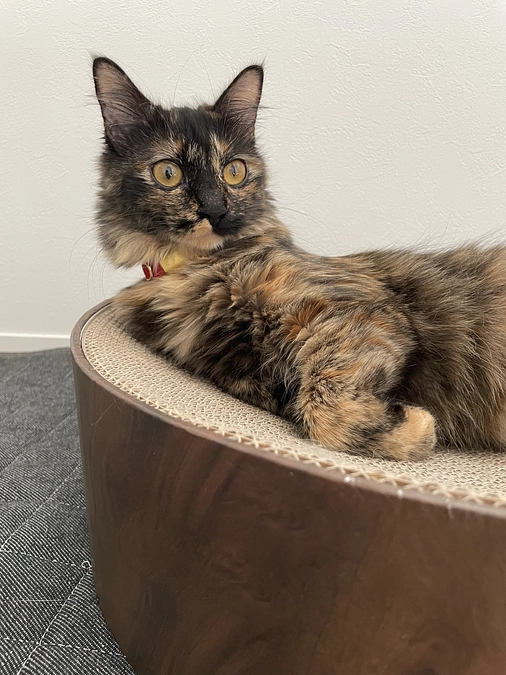 ステラのヒート🙀