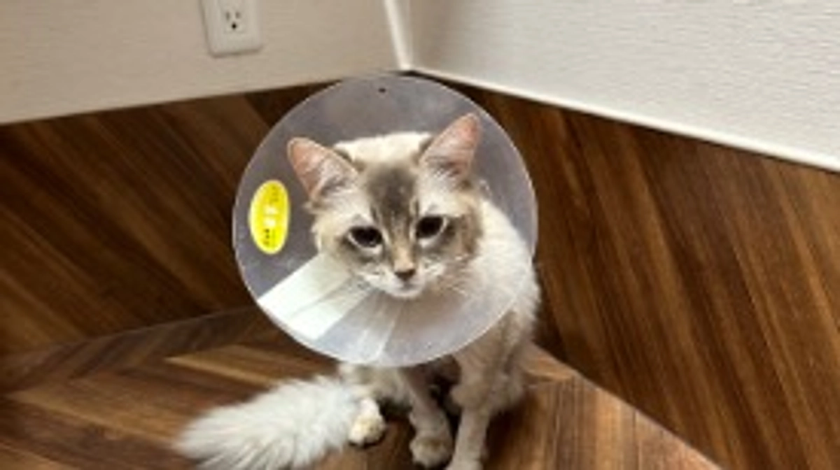 面会に行ってきました