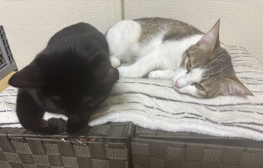 投薬72日目のご報告