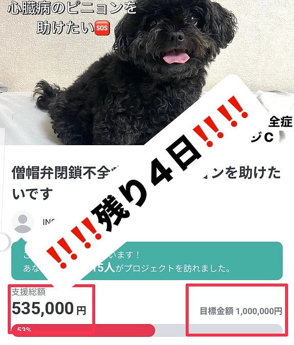 ‼️‼️クラファン終了まであと４日‼️‼️