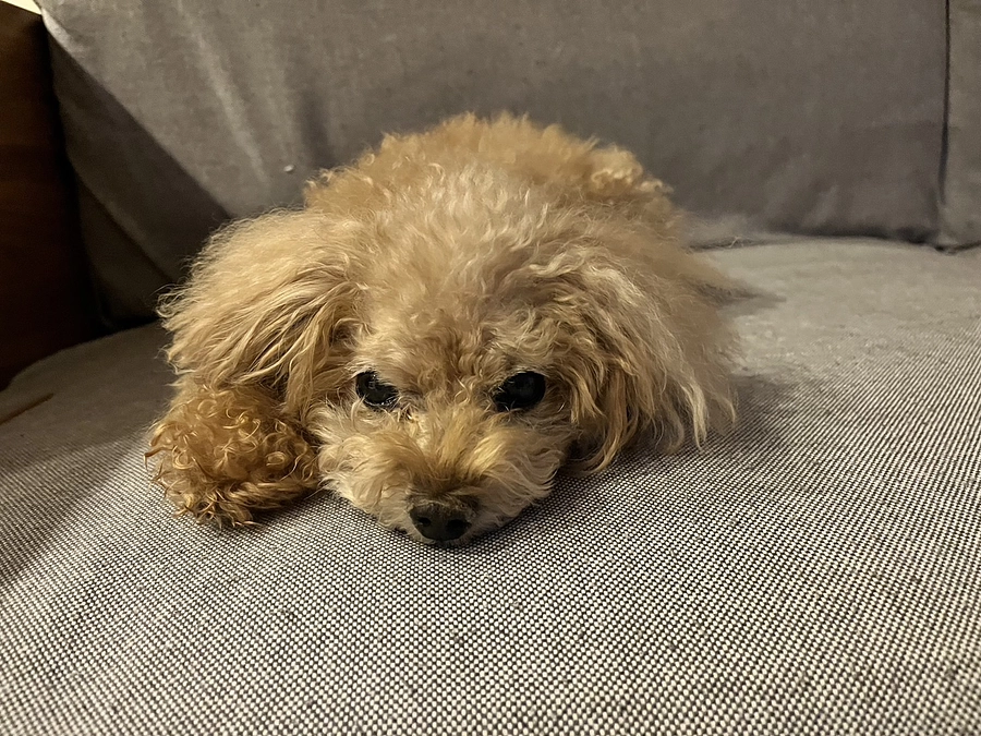 かかりつけ医の先生、ありがとうございます