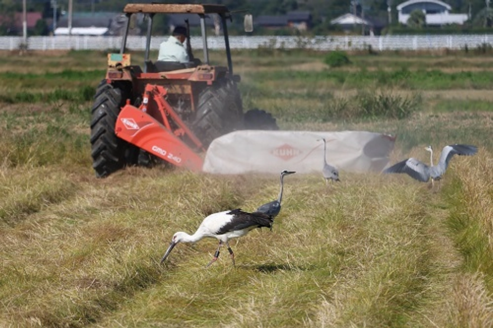 今年旅立った「宮ちゃん」が南さつま市で目撃されました。