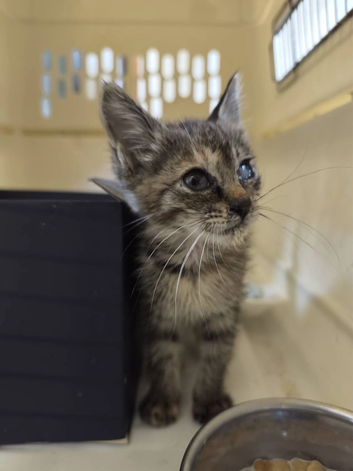 【7月の活動報告】広がるご縁と、つながる小さな命たち