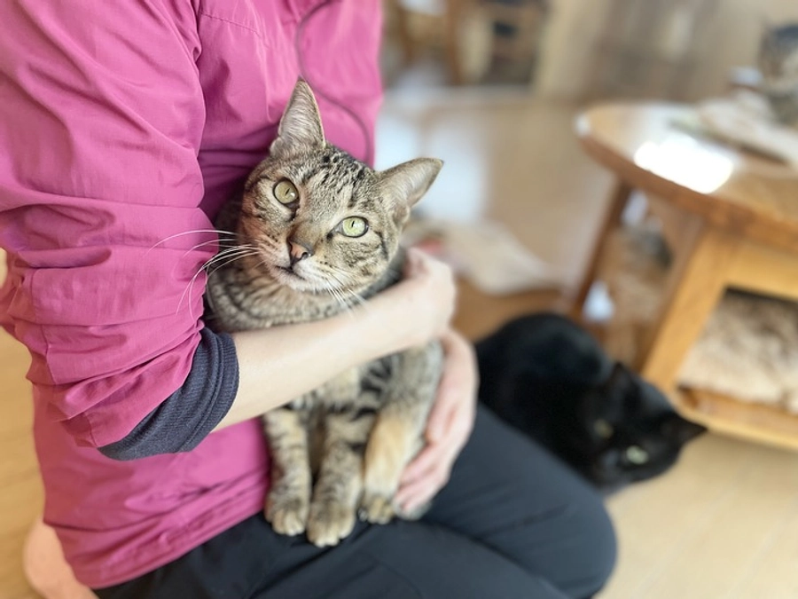 【ビフォー・アフター】多頭飼育崩壊からレスキューされた、先天的異常を抱えた「そうたくん」のストーリー