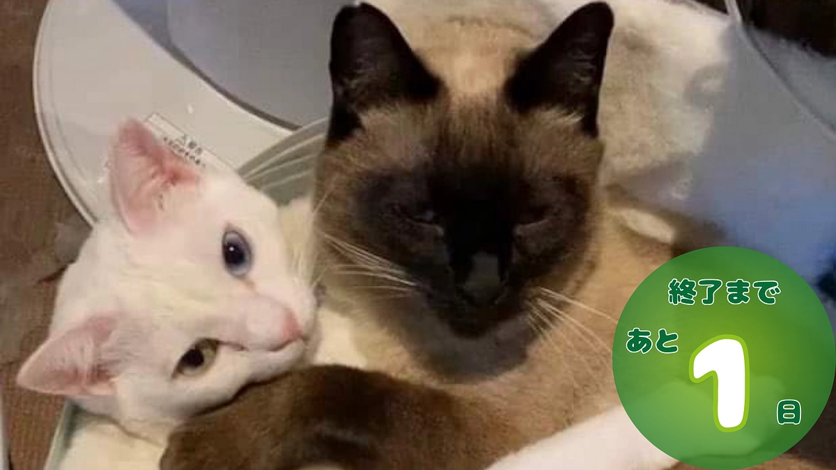 クラウドファンディング終了まで、残り1日！